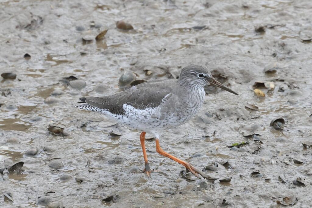 Common Redshank