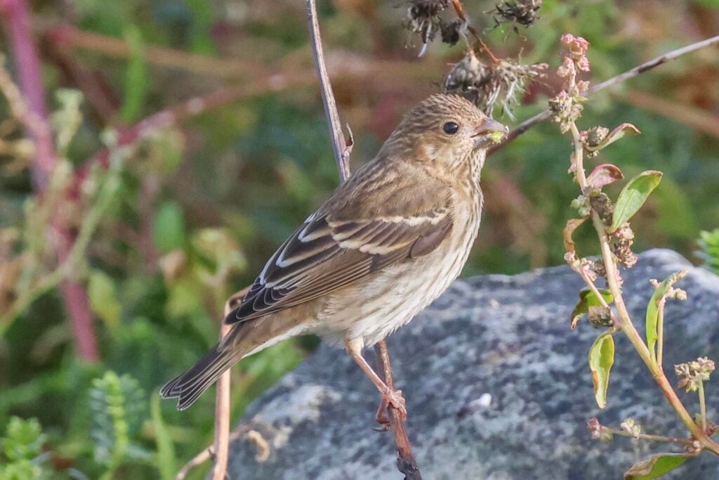 Common Rosefinch
