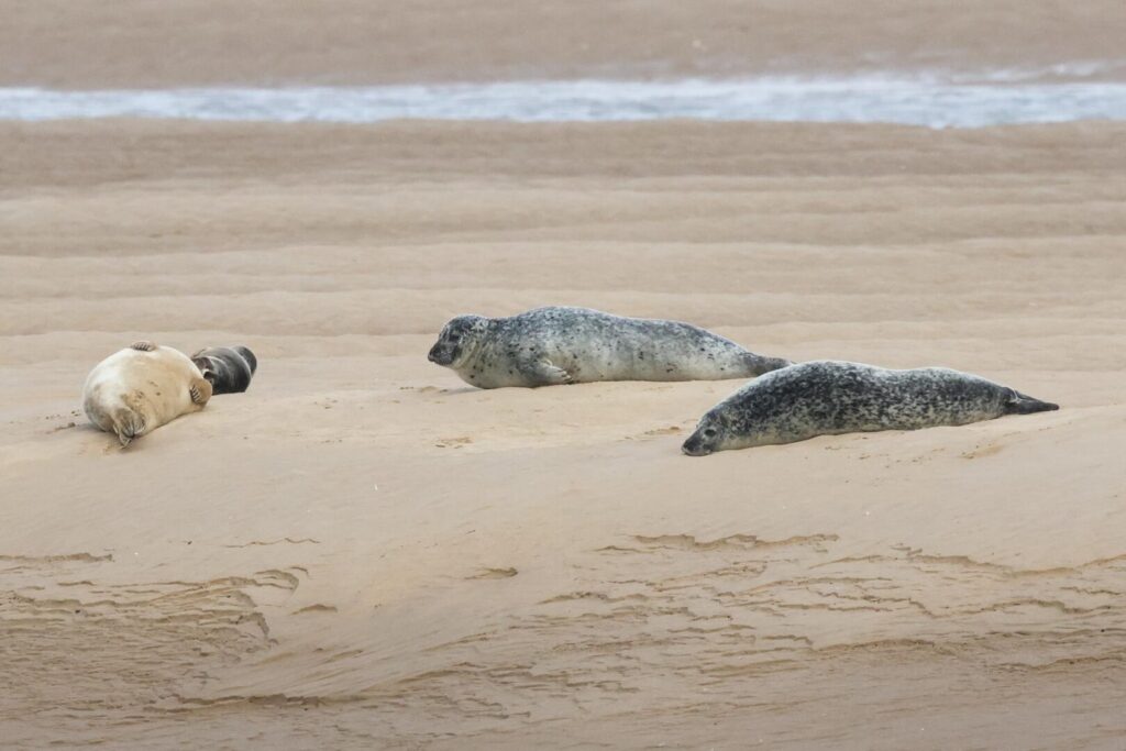 Common Seals