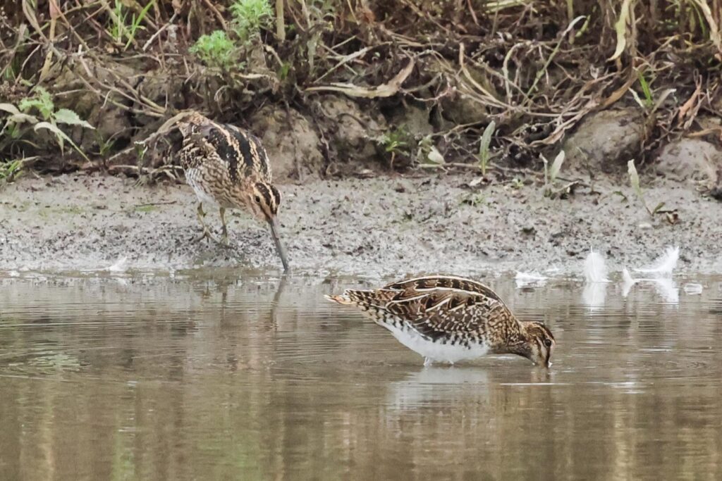 Common Snipe