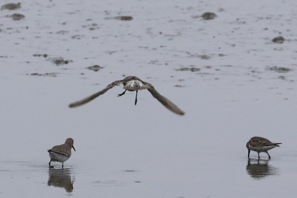 Curlew Sandpiper