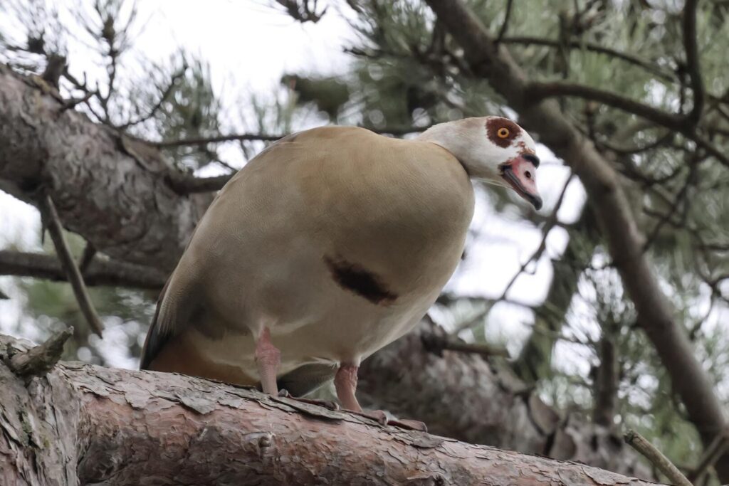 Egyptian Goose