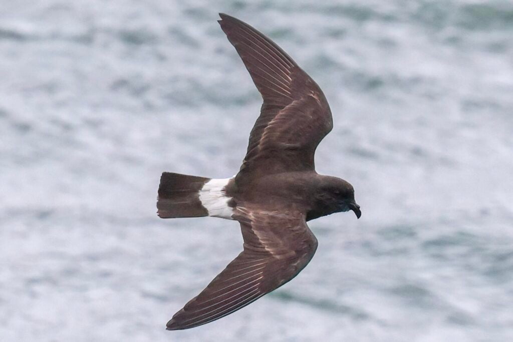European Storm Petrel