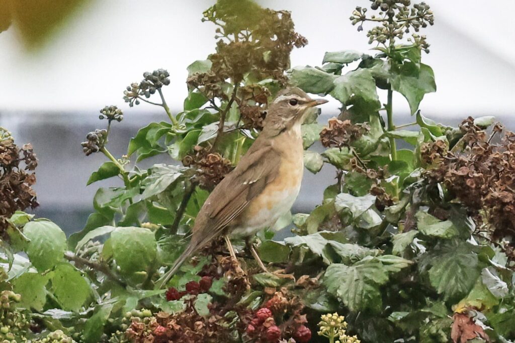 Eye-browed Thrush