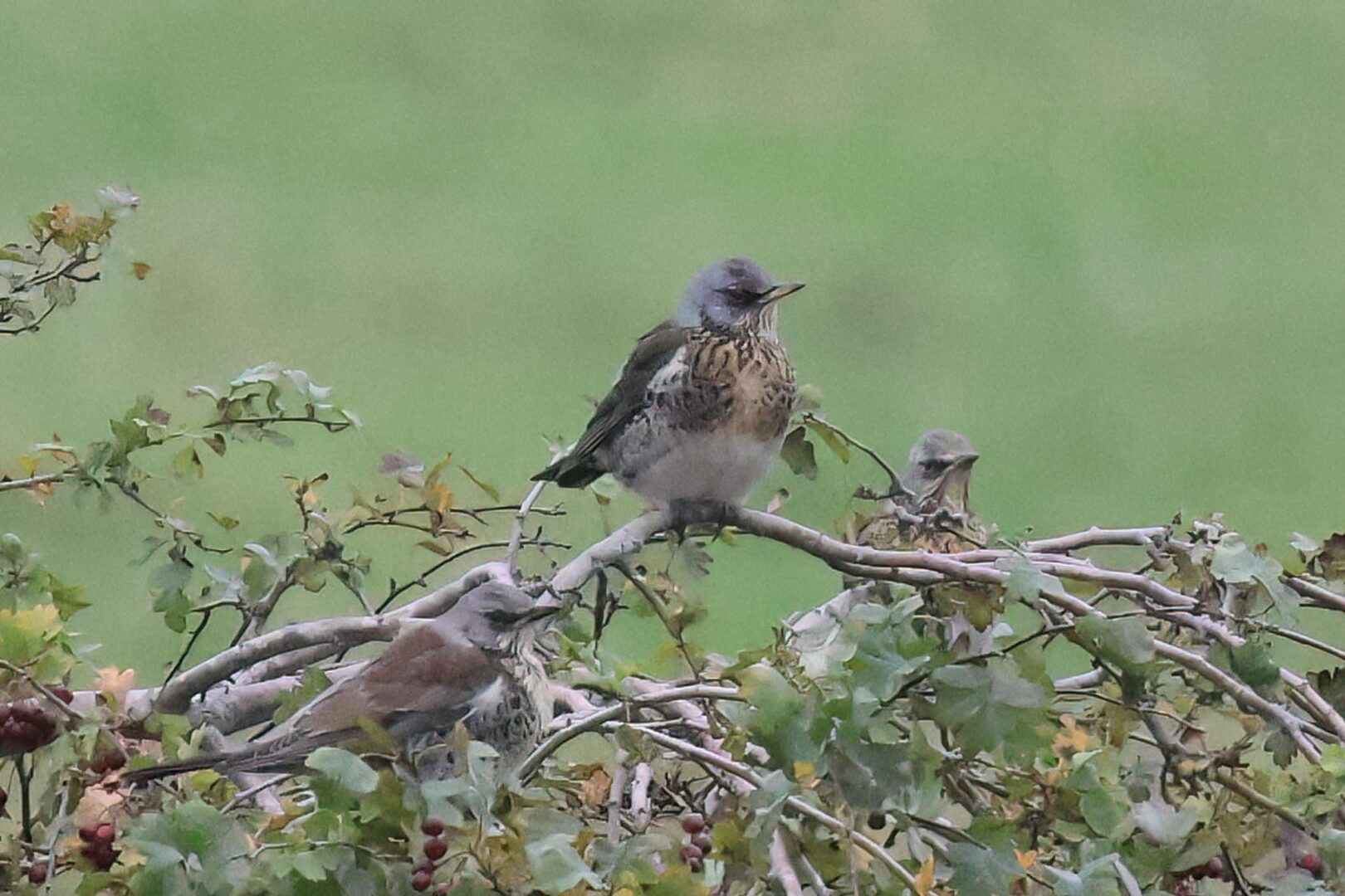 17th October 2025 - Autumn Migration, Day 2 - Bird Tour