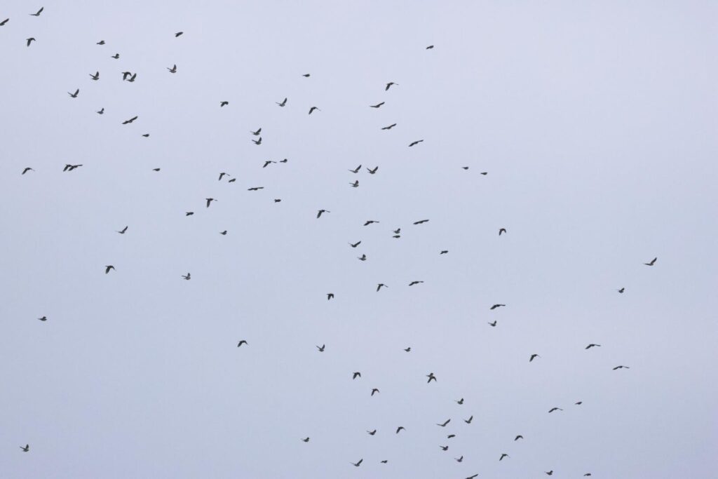 Fieldfares