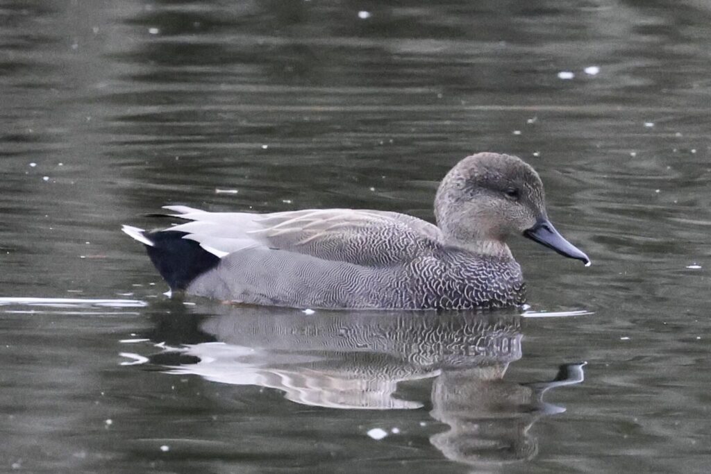 Gadwall