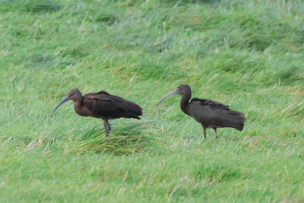 Glossy Ibis