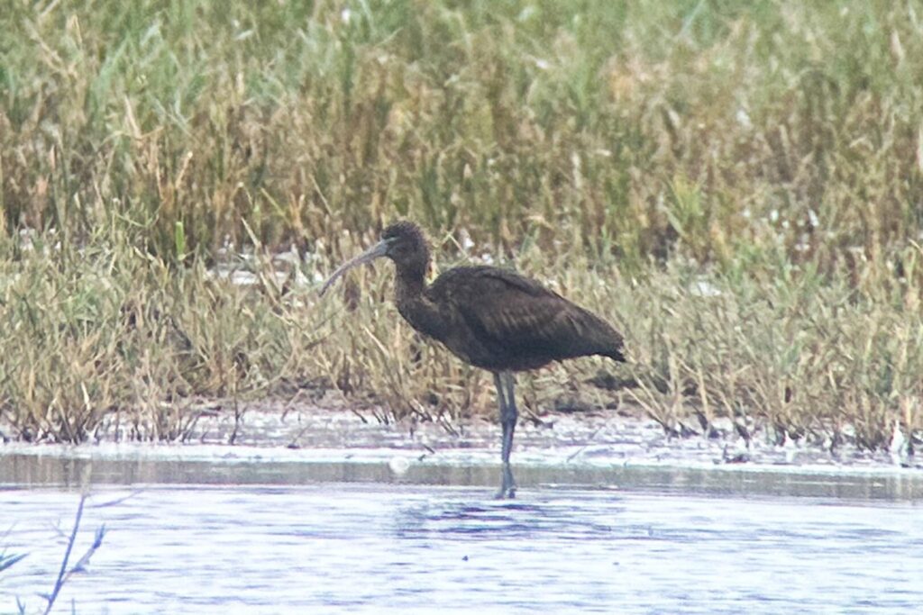 Glossy Ibis