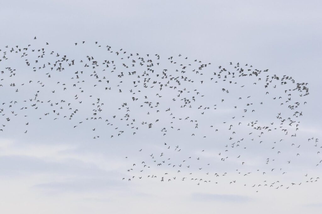 Golden Plover
