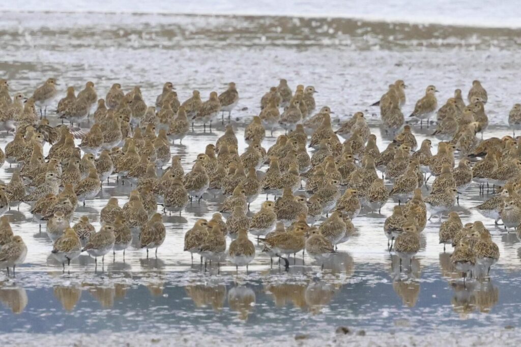Golden Plover