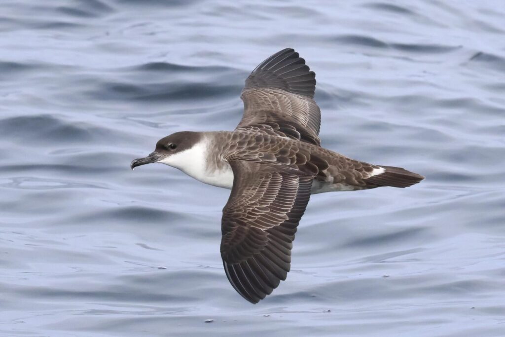 Great Shearwater