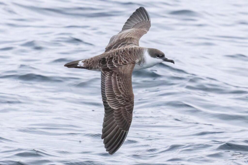 Great Shearwater