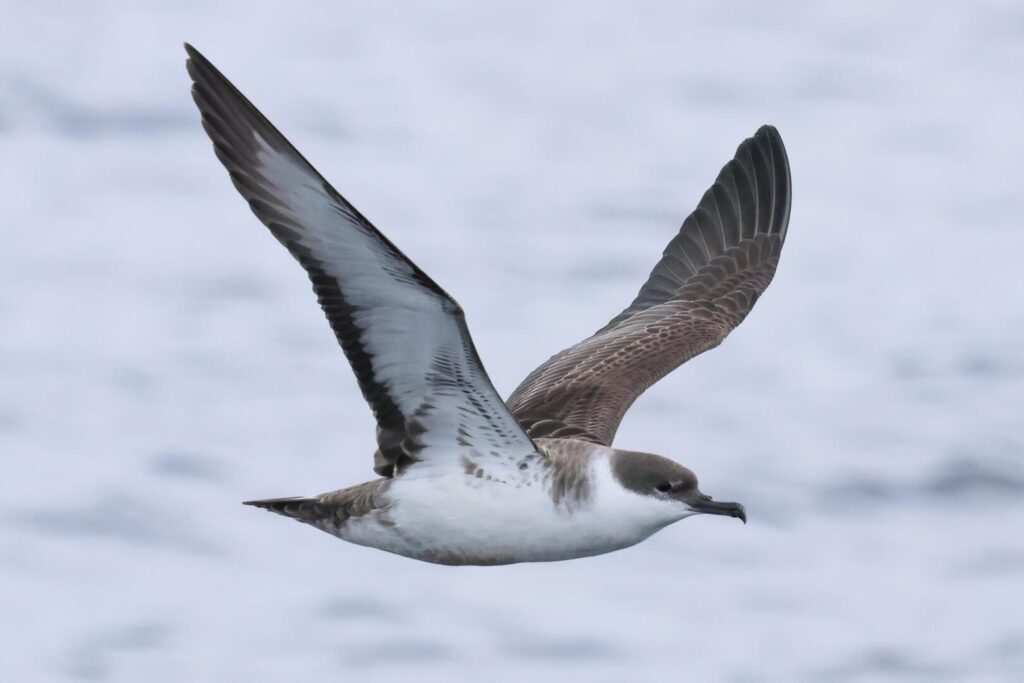 Great Shearwater