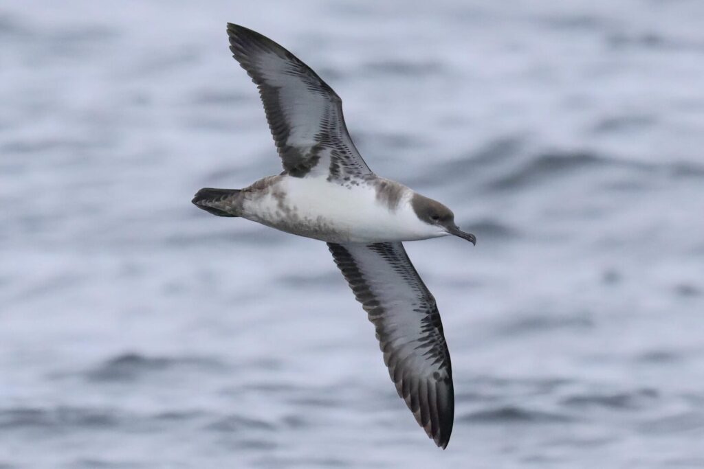 Great Shearwater