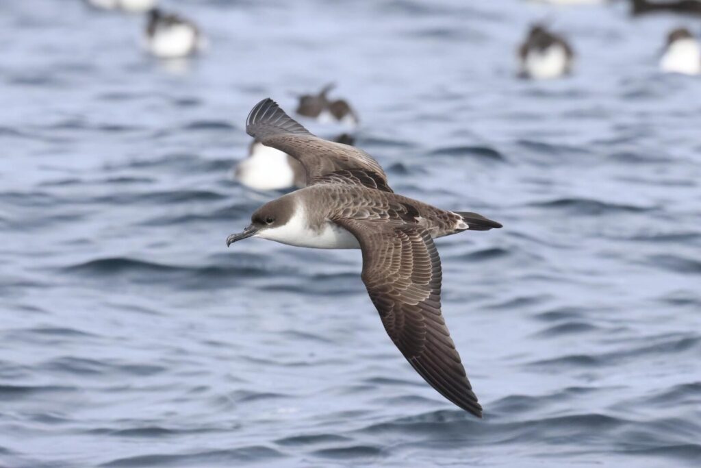 Great Shearwater