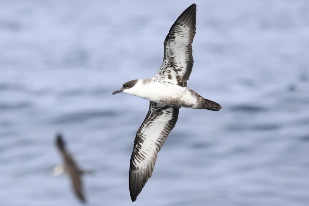 Great Shearwater