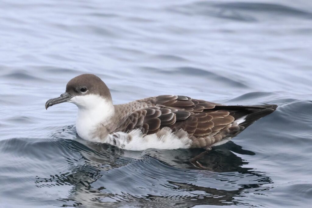 Great Shearwater