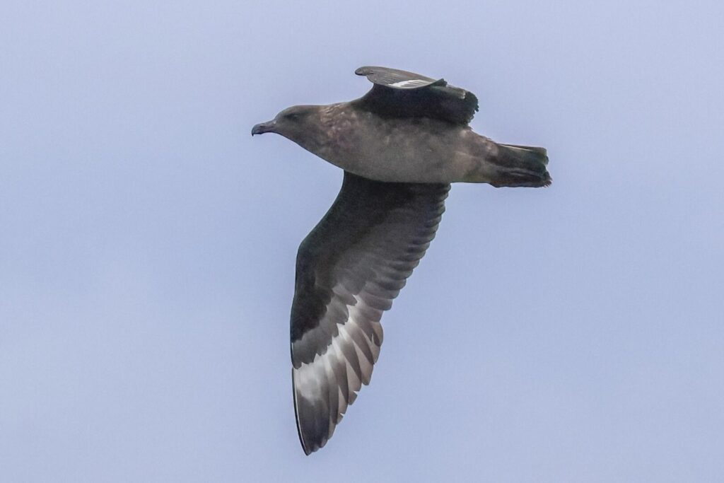 Great Skua