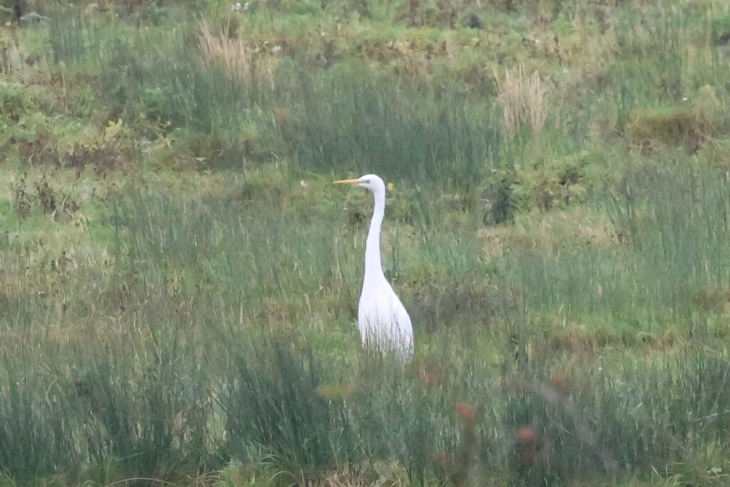 Great White Egret