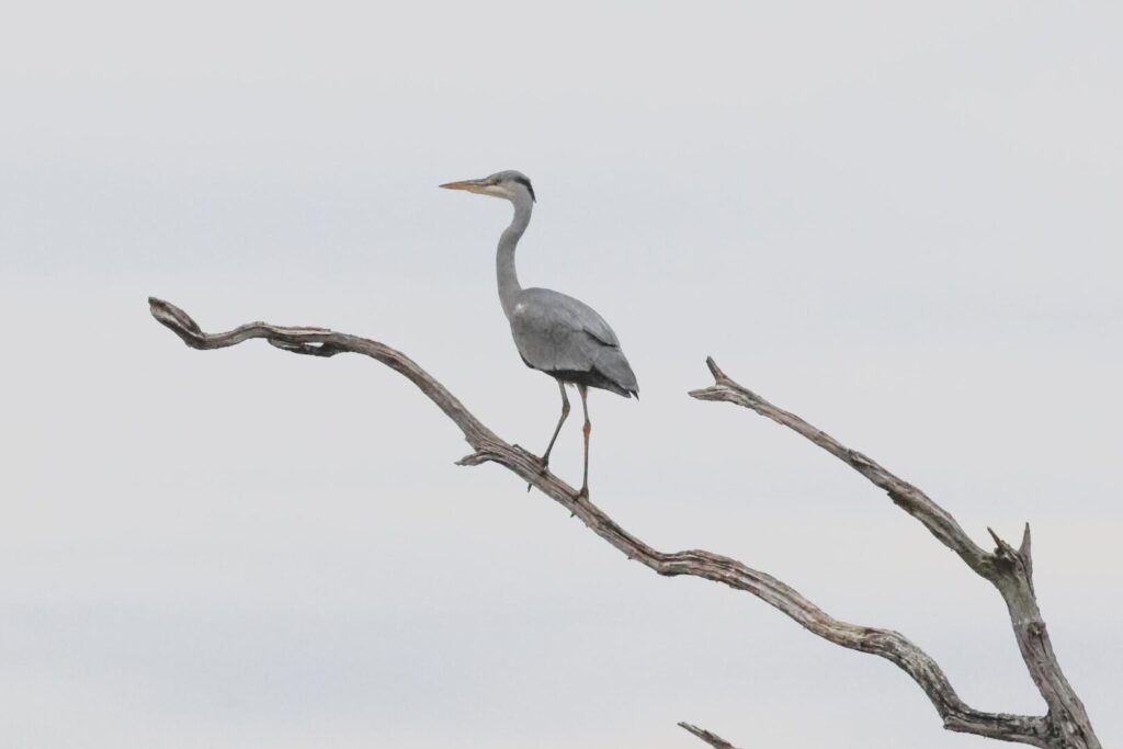 Grey Heron