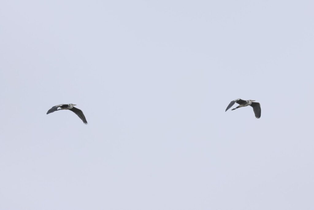 Grey Herons