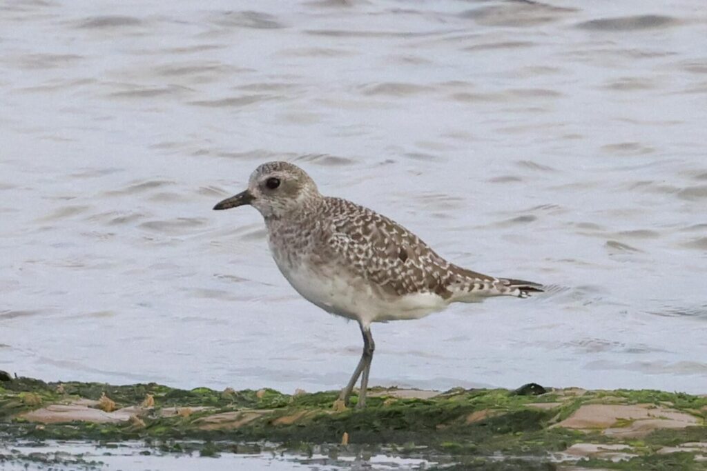 Grey Plover