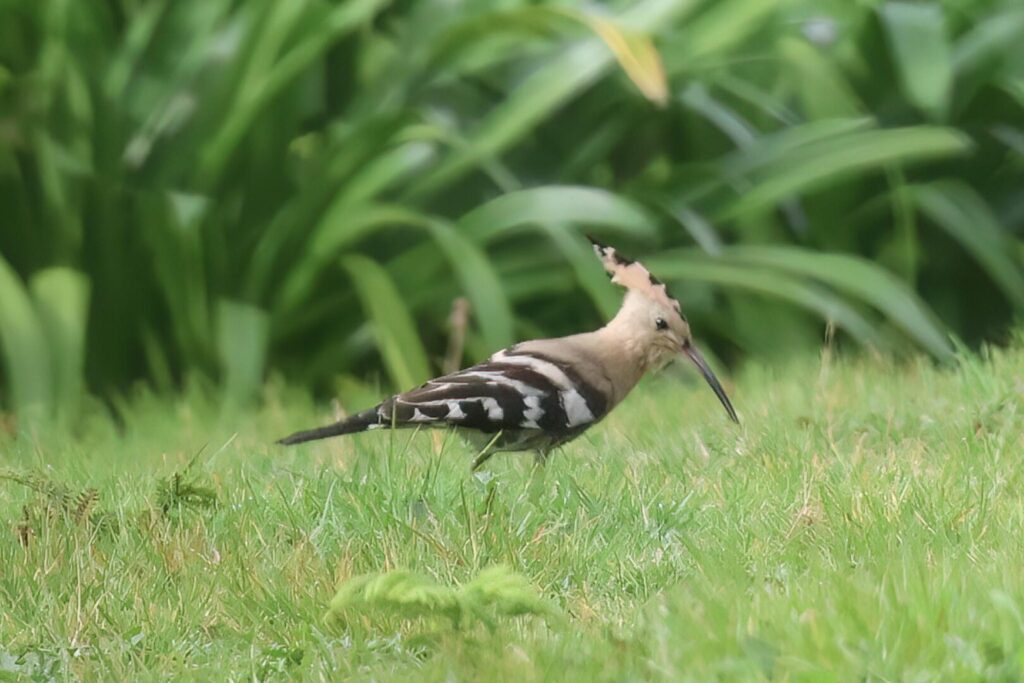 Hoopoe