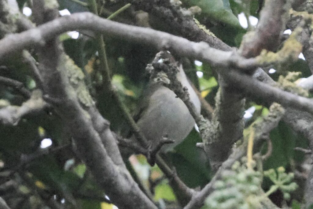 Hume's Warbler