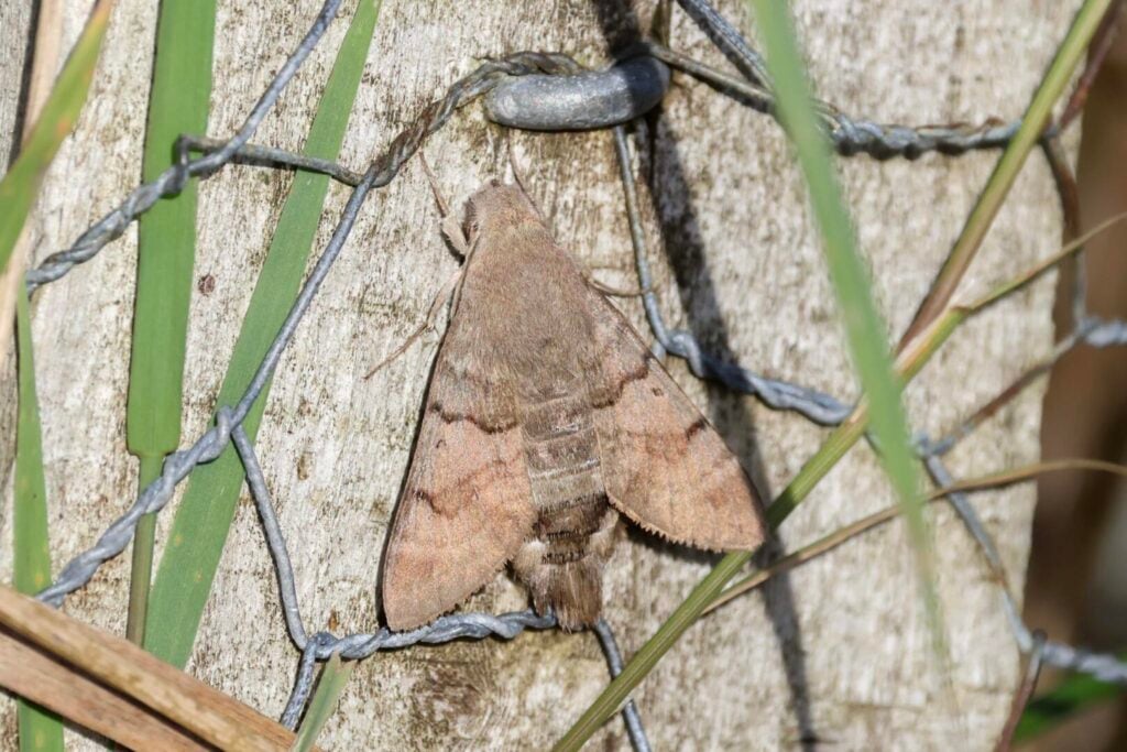 Hummingbird Hawkmoth