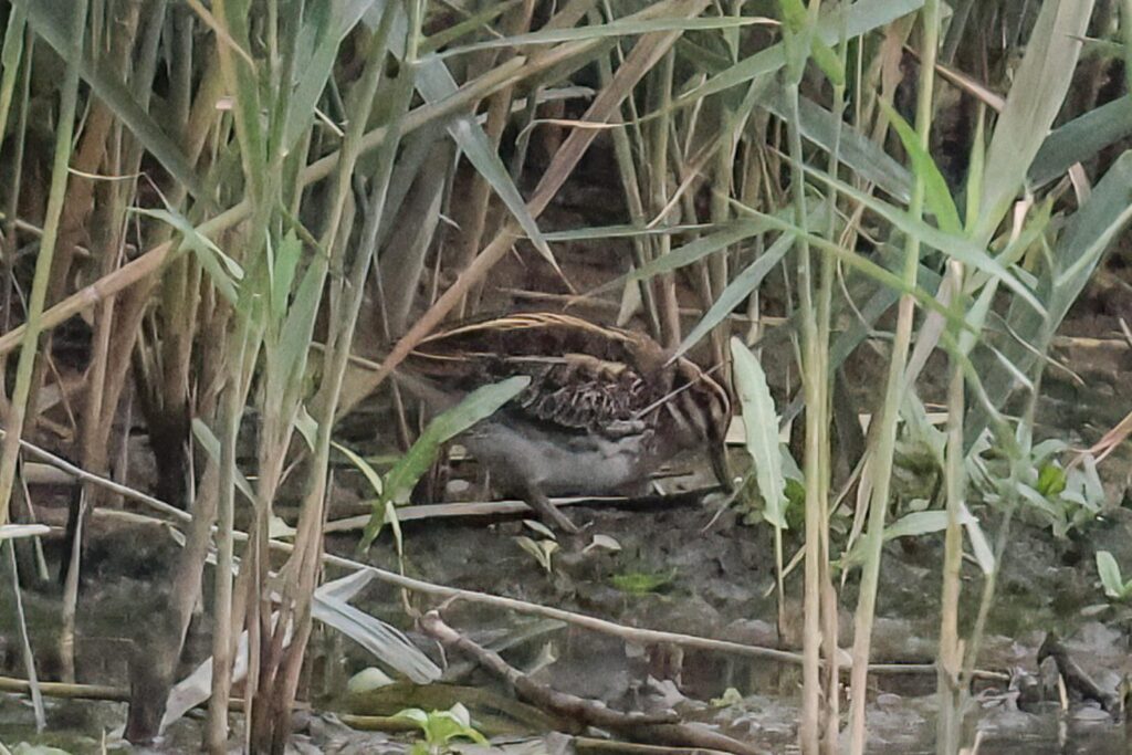Jack Snipe