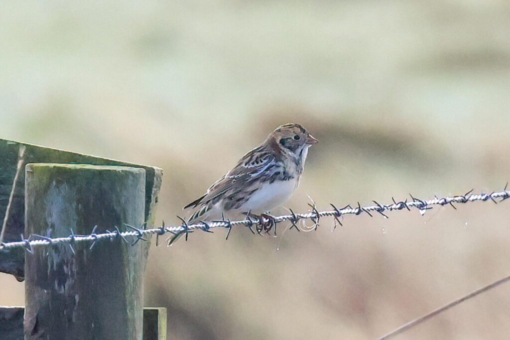Lapland Bunting