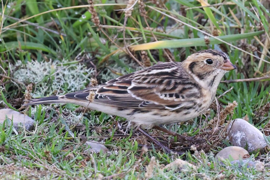 Lapland Bunting
