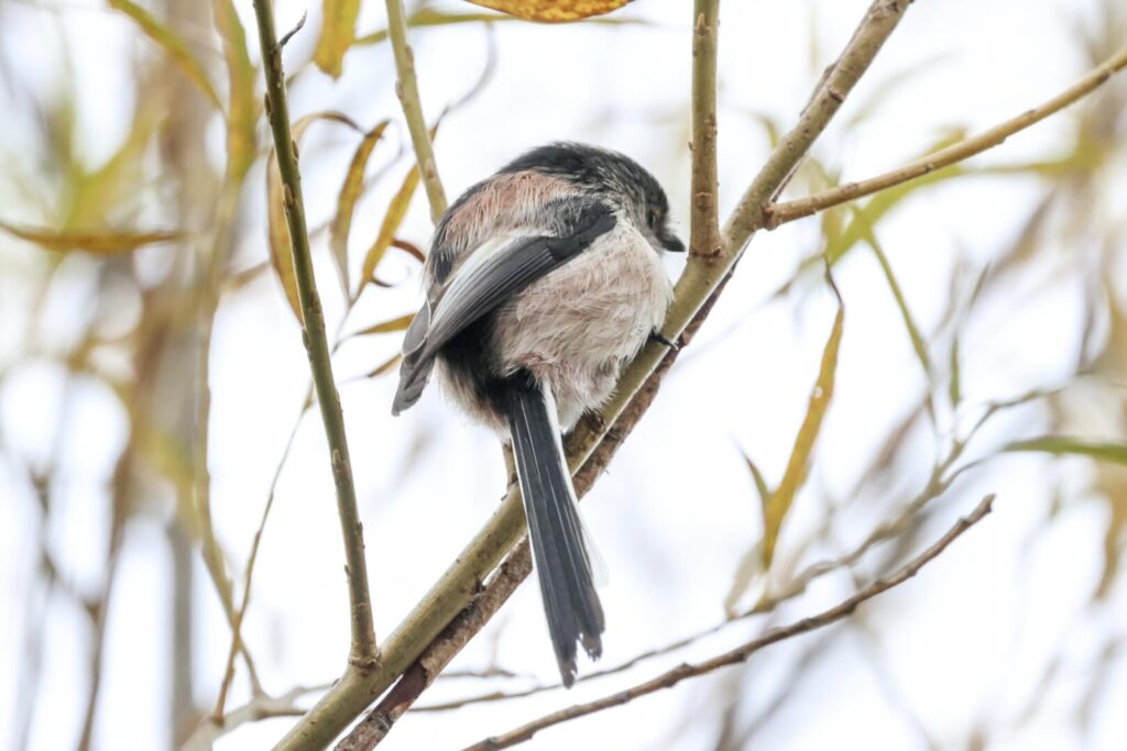 Long-tailed Tit