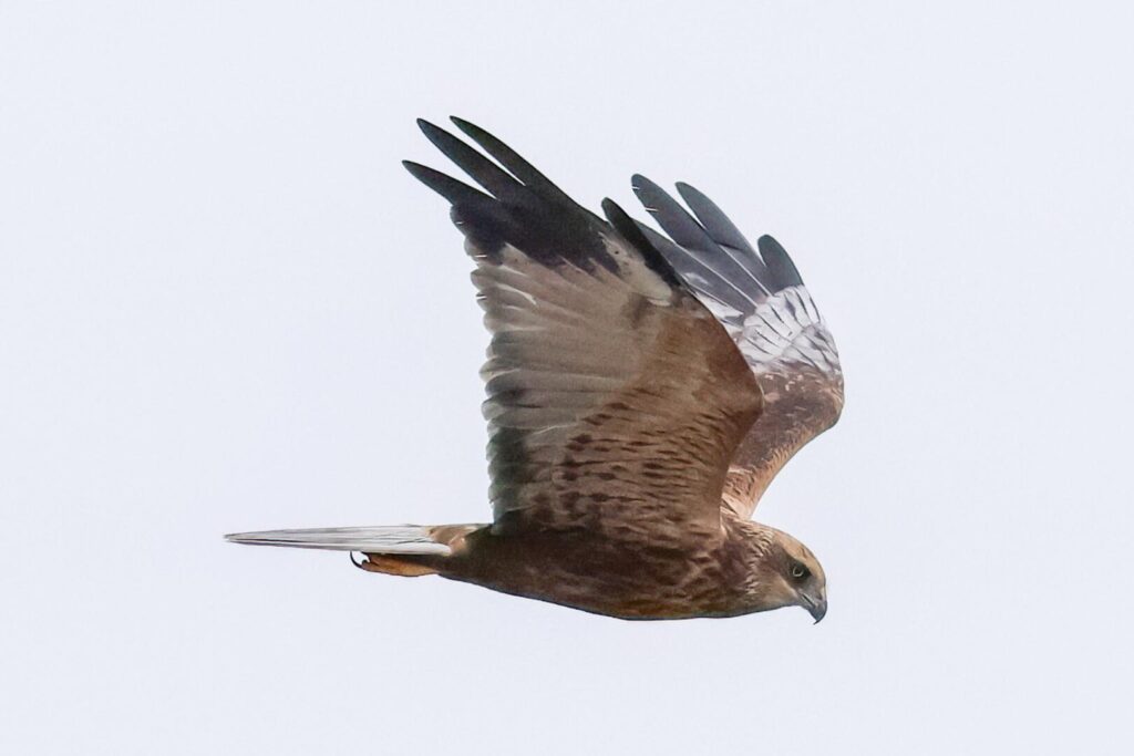 Marsh Harrier
