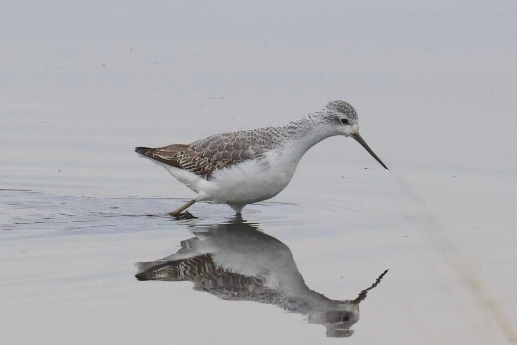 Marsh Sandpiper