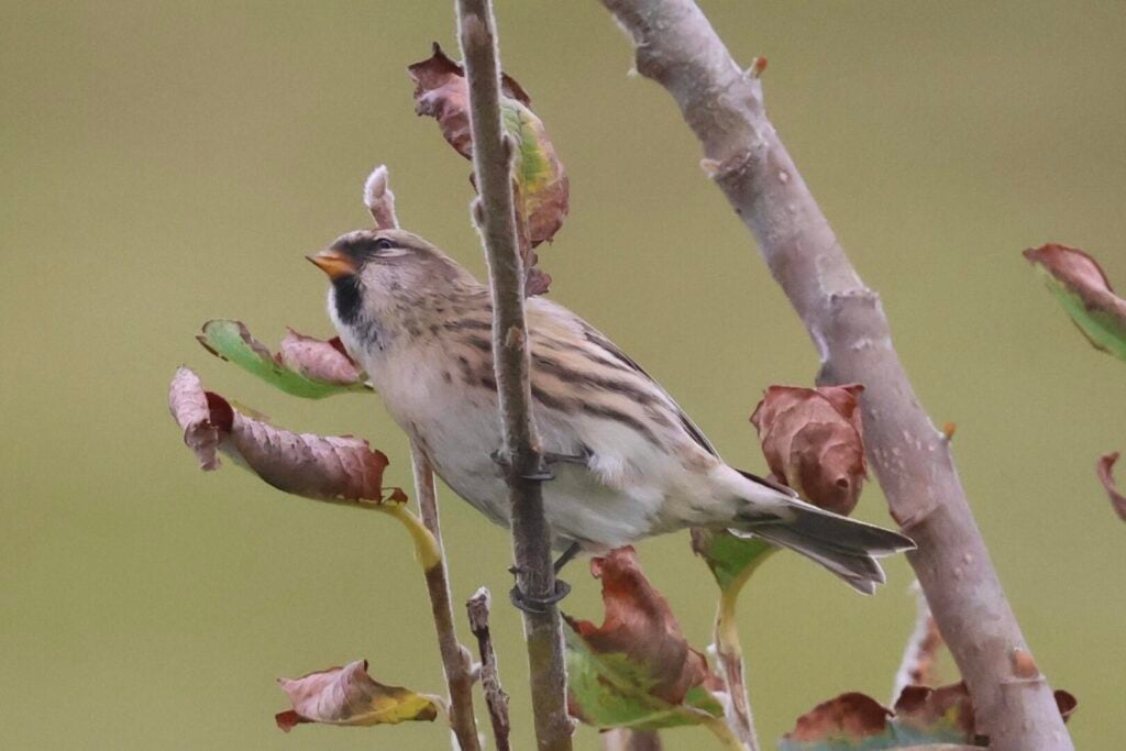 Northwestern Redpoll