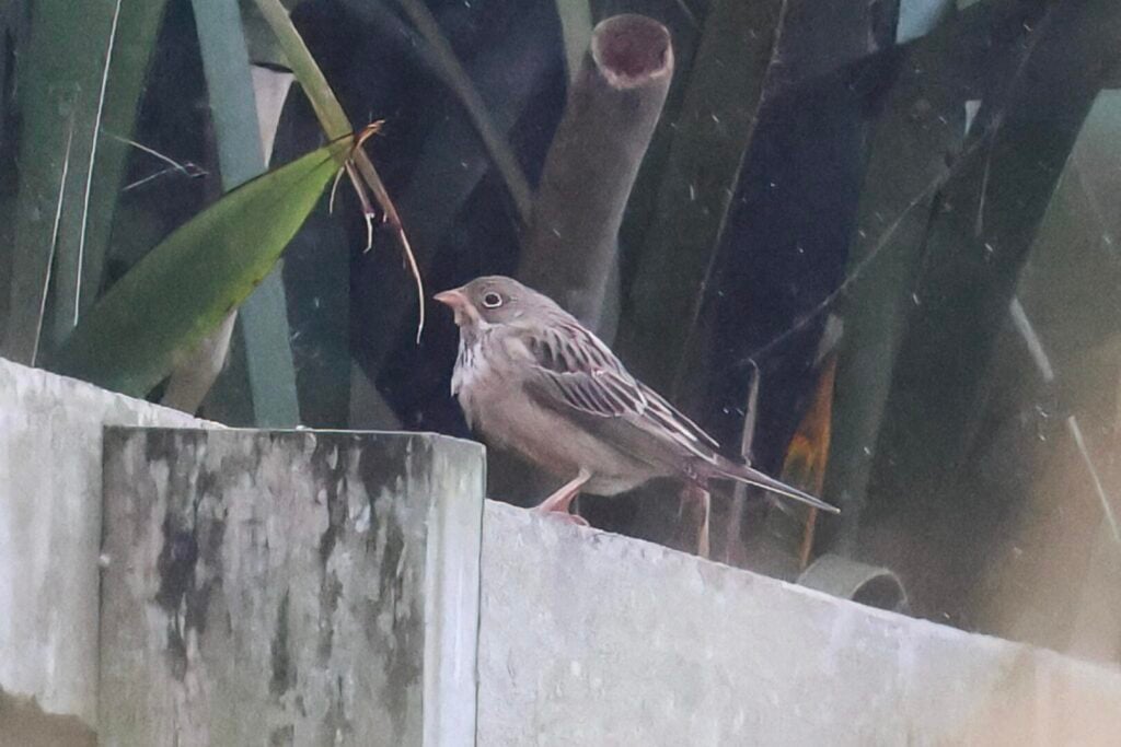 Ortolan Bunting