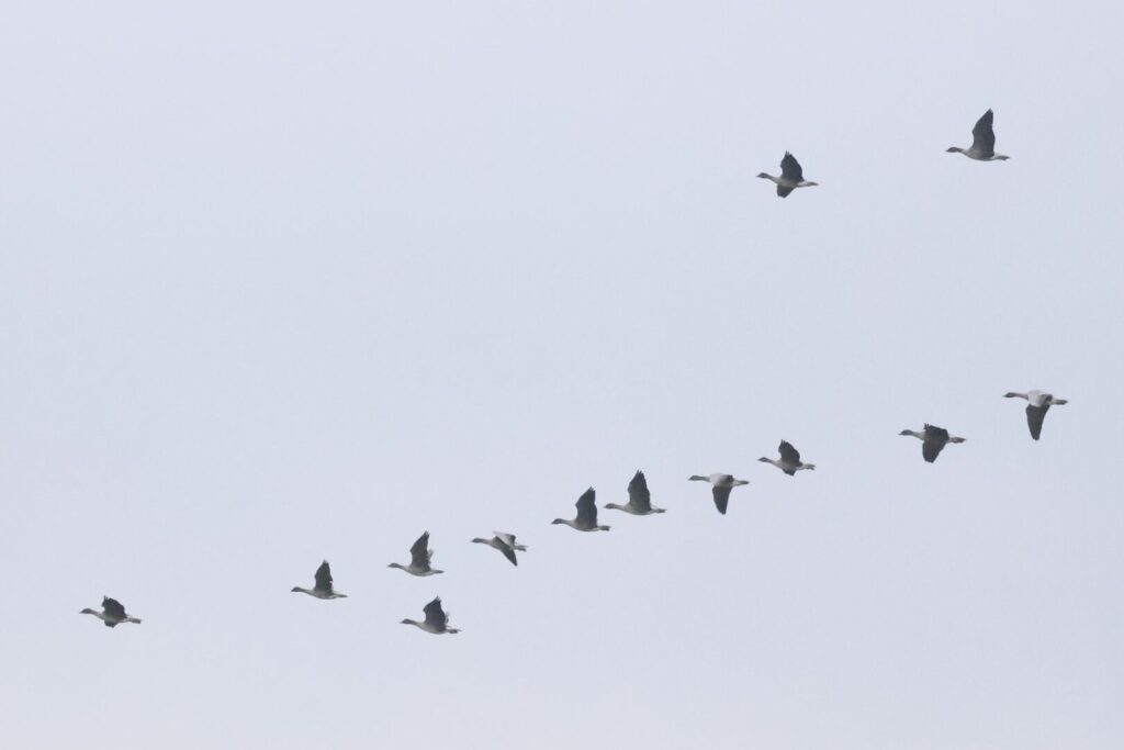 Pink-footed Geese