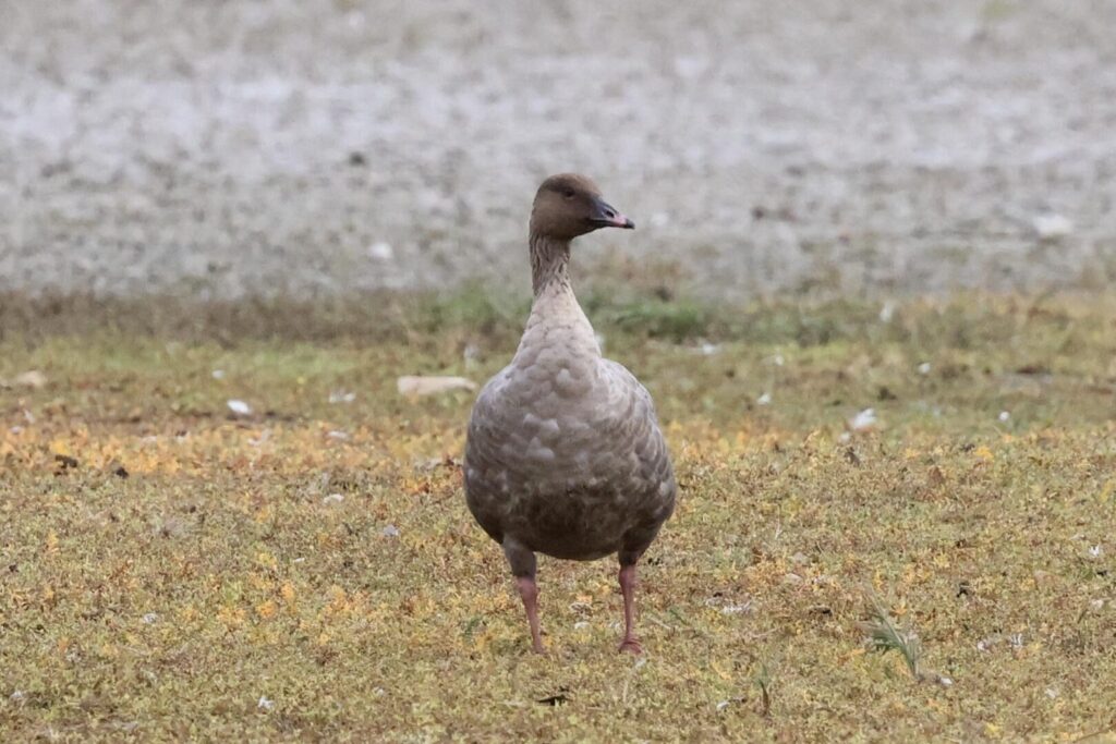 Pink-footed Goose