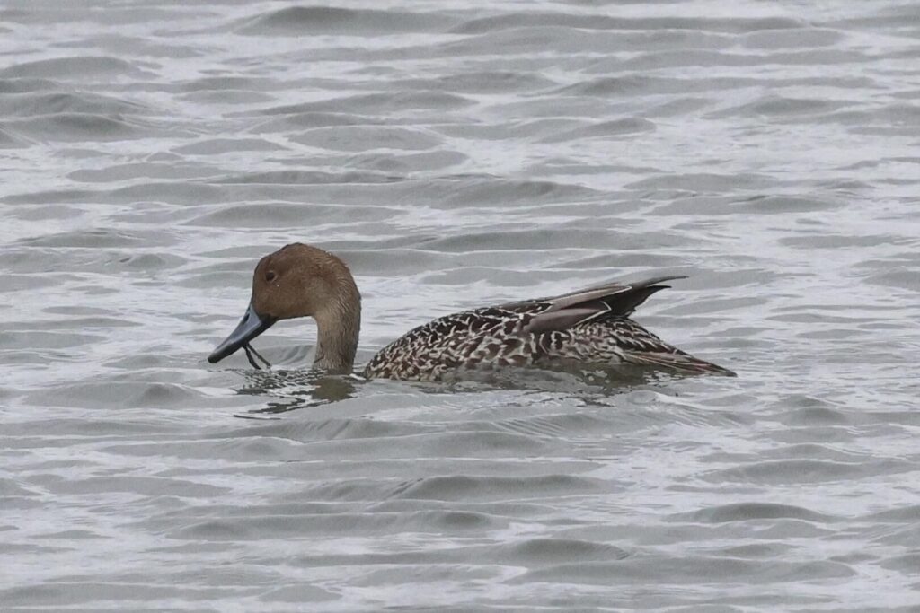 Pintail