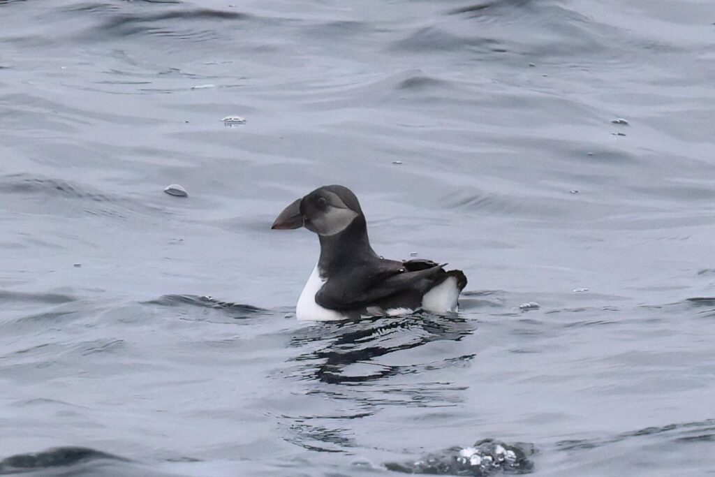 Puffin