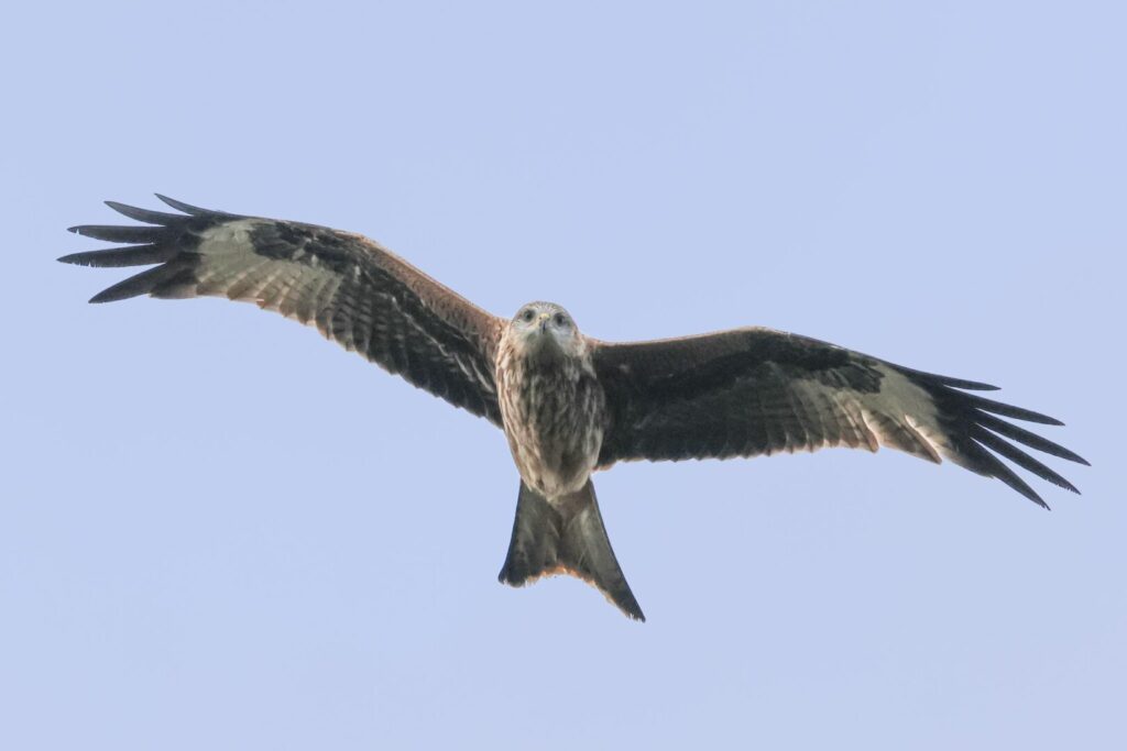 Red Kite