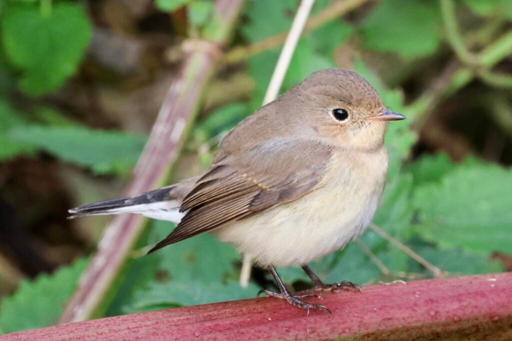 Red-breasted Flycatcher