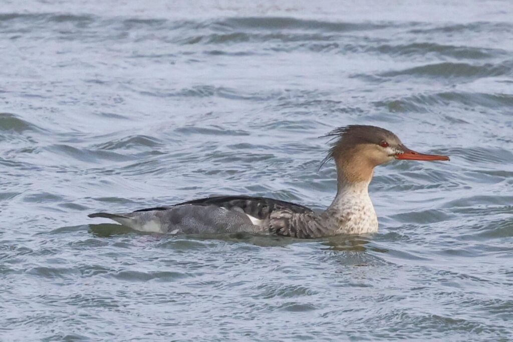 Red-breasted Merganser