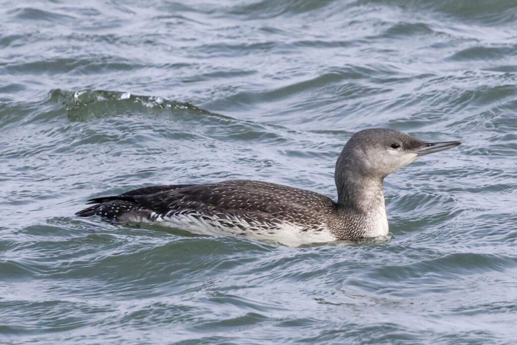 Red-throated Diver