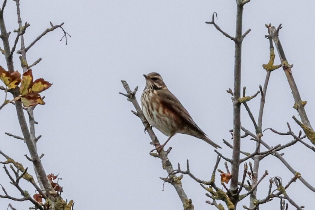 Redwing