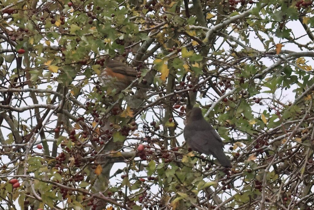 Redwing & Blackbird