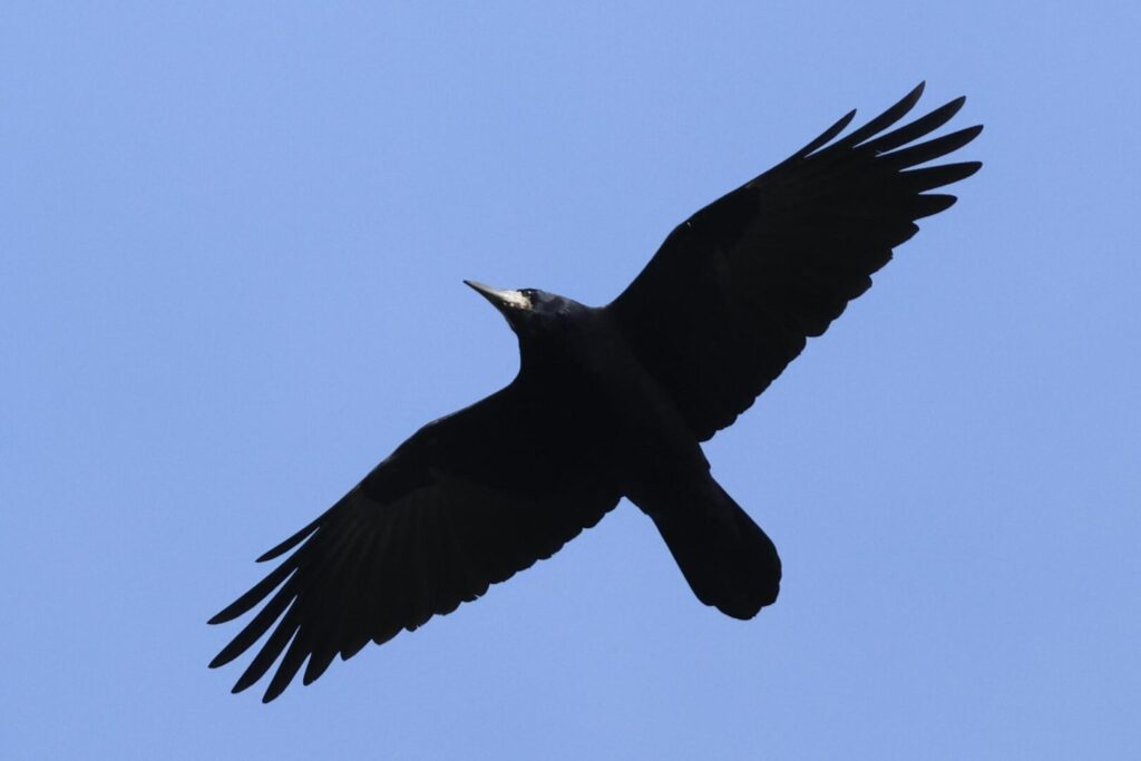 Rook