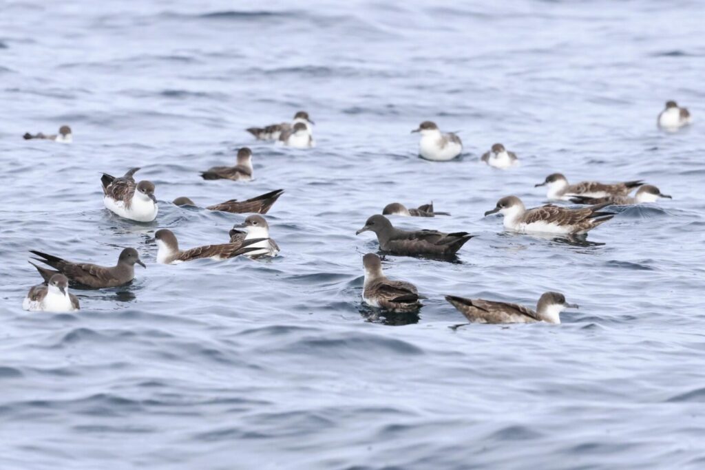 Shearwaters